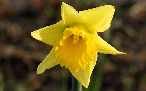 Bright yellow flower from Chrome web store to be run with OffiDocs Chromium online Bright yellow flower from Chrome web store to be run with OffiDocs Chromium online