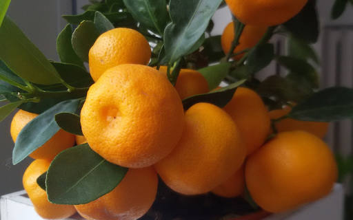 Bright yellow kumquat bunches from Chrome web store to be run with OffiDocs Chromium online Bright yellow kumquat bunches from Chrome web store to be run with OffiDocs Chromium online