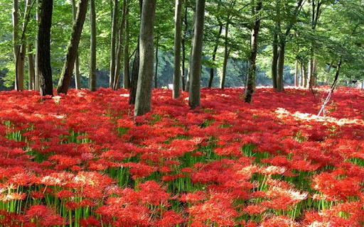 brilliant spider lily from Chrome web store to be run with OffiDocs Chromium online brilliant spider lily from Chrome web store to be run with OffiDocs Chromium online