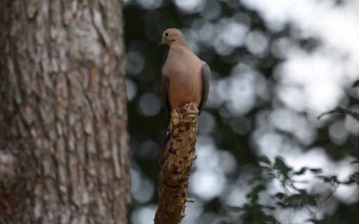 Brown Bird from Chrome web store to be run with OffiDocs Chromium online Brown Bird from Chrome web store to be run with OffiDocs Chromium online