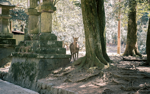 Brown Deer Near Tree from Chrome web store to be run with OffiDocs Chromium online Brown Deer Near Tree from Chrome web store to be run with OffiDocs Chromium online