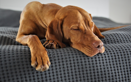brown dog from Chrome web store to be run with OffiDocs Chromium online brown dog from Chrome web store to be run with OffiDocs Chromium online