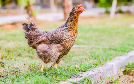 Brown Flower Hen from Chrome web store to be run with OffiDocs Chromium online Brown Flower Hen from Chrome web store to be run with OffiDocs Chromium online