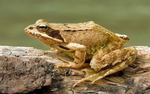 brown frog wallpaper from Chrome web store to be run with OffiDocs Chromium online brown frog wallpaper from Chrome web store to be run with OffiDocs Chromium online