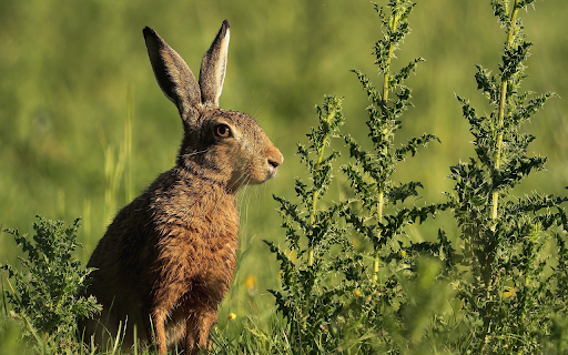Brown Hare from Chrome web store to be run with OffiDocs Chromium online Brown Hare from Chrome web store to be run with OffiDocs Chromium online