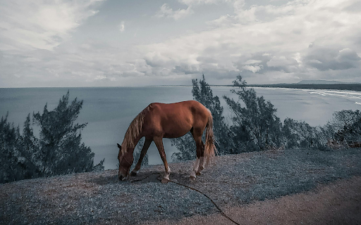 Brown Horse Eating Grass from Chrome web store to be run with OffiDocs Chromium online Brown Horse Eating Grass from Chrome web store to be run with OffiDocs Chromium online