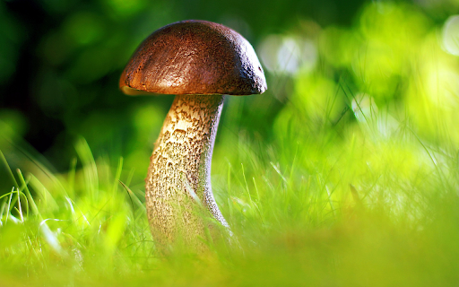 Brown mushroom from Chrome web store to be run with OffiDocs Chromium online Brown mushroom from Chrome web store to be run with OffiDocs Chromium online