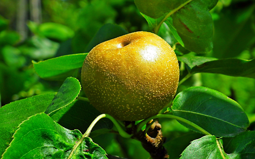 Brown pear from Chrome web store to be run with OffiDocs Chromium online Brown pear from Chrome web store to be run with OffiDocs Chromium online