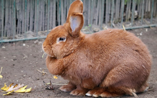 Brown rabbit from Chrome web store to be run with OffiDocs Chromium online Brown rabbit from Chrome web store to be run with OffiDocs Chromium online