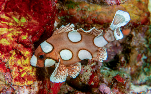 Brown spotted fish from Chrome web store to be run with OffiDocs Chromium online Brown spotted fish from Chrome web store to be run with OffiDocs Chromium online