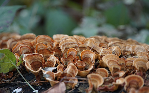 brown wooden mushrooms from Chrome web store to be run with OffiDocs Chromium online brown wooden mushrooms from Chrome web store to be run with OffiDocs Chromium online