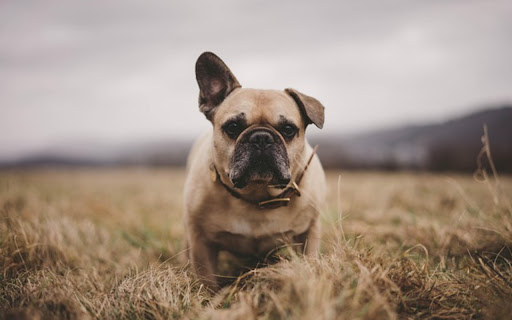 BULLDOG Theme from Chrome web store to be run with OffiDocs Chromium online BULLDOG Theme from Chrome web store to be run with OffiDocs Chromium online