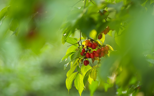 Bunches of red pepper from Chrome web store to be run with OffiDocs Chromium online Bunches of red pepper from Chrome web store to be run with OffiDocs Chromium online