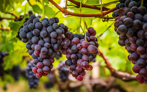 Bunch of sweet ripe purple grapes from Chrome web store to be run with OffiDocs Chromium online Bunch of sweet ripe purple grapes from Chrome web store to be run with OffiDocs Chromium online
