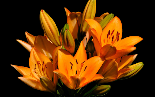 Burning orange branches from Chrome web store to be run with OffiDocs Chromium online Burning orange branches from Chrome web store to be run with OffiDocs Chromium online