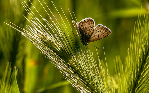 Butterflies and Butterflies from Chrome web store to be run with OffiDocs Chromium online Butterflies and Butterflies from Chrome web store to be run with OffiDocs Chromium online