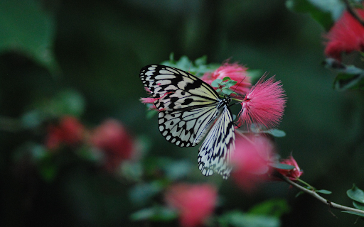 Butterflies perch on flowers from Chrome web store to be run with OffiDocs Chromium online Butterflies perch on flowers from Chrome web store to be run with OffiDocs Chromium online