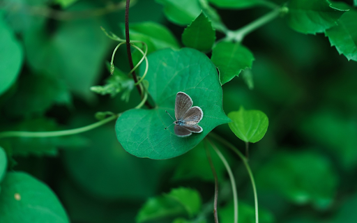 Butterfly and leaves from Chrome web store to be run with OffiDocs Chromium online Butterfly and leaves from Chrome web store to be run with OffiDocs Chromium online