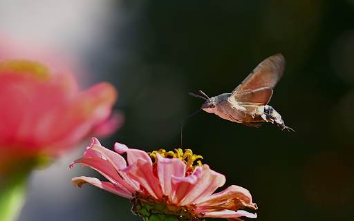 Butterfly flying from Chrome web store to be run with OffiDocs Chromium online Butterfly flying from Chrome web store to be run with OffiDocs Chromium online