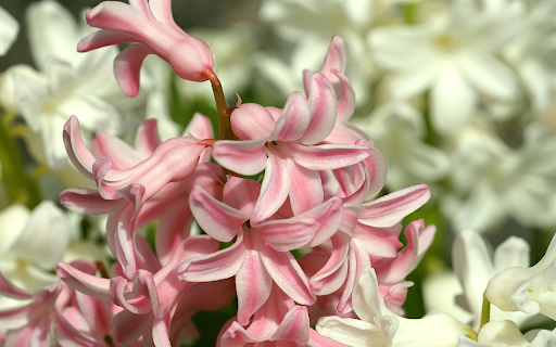 But the flower is cream colored from Chrome web store to be run with OffiDocs Chromium online But the flower is cream colored from Chrome web store to be run with OffiDocs Chromium online