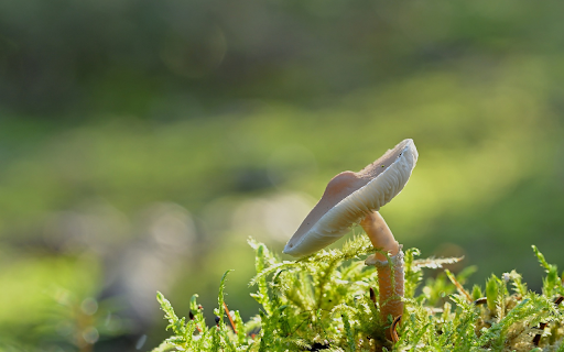 Button mushroom on moss from Chrome web store to be run with OffiDocs Chromium online Button mushroom on moss from Chrome web store to be run with OffiDocs Chromium online