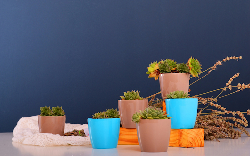 Cactus flower pots from Chrome web store to be run with OffiDocs Chromium online Cactus flower pots from Chrome web store to be run with OffiDocs Chromium online