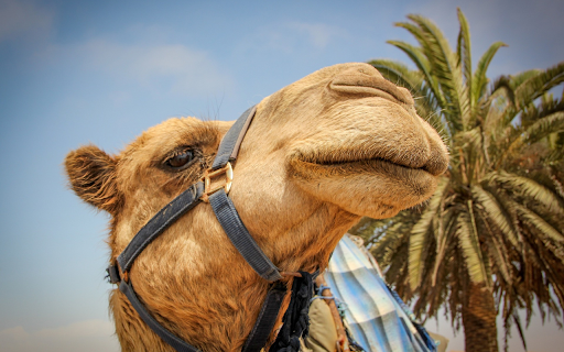 Camel and long nose from Chrome web store to be run with OffiDocs Chromium online Camel and long nose from Chrome web store to be run with OffiDocs Chromium online