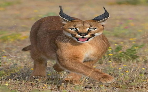 Caracal cat wallpapers from Chrome web store to be run with OffiDocs Chromium online Caracal cat wallpapers from Chrome web store to be run with OffiDocs Chromium online
