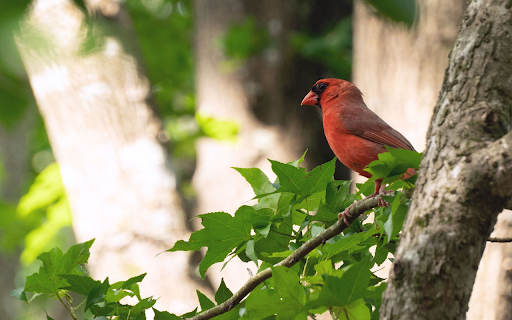 Cardinal Bird on a High Branch from Chrome web store to be run with OffiDocs Chromium online Cardinal Bird on a High Branch from Chrome web store to be run with OffiDocs Chromium online