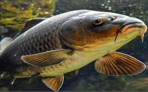 carp wallpaper from Chrome web store to be run with OffiDocs Chromium online carp wallpaper from Chrome web store to be run with OffiDocs Chromium online