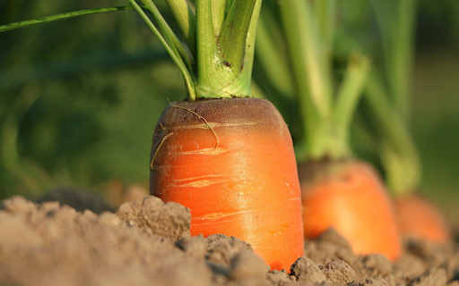 Carrots grow from Chrome web store to be run with OffiDocs Chromium online Carrots grow from Chrome web store to be run with OffiDocs Chromium online