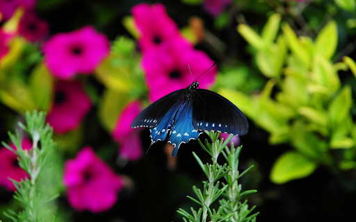 Charcoal Blue Butterfly from Chrome web store to be run with OffiDocs Chromium online Charcoal Blue Butterfly from Chrome web store to be run with OffiDocs Chromium online