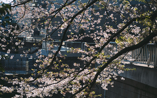 Cherry Blossom in Bloom from Chrome web store to be run with OffiDocs Chromium online Cherry Blossom in Bloom from Chrome web store to be run with OffiDocs Chromium online