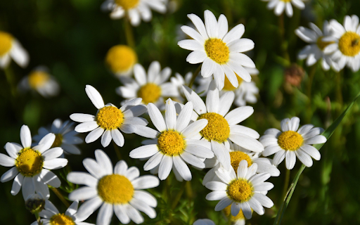 Chrysanthemum garden from Chrome web store to be run with OffiDocs Chromium online Chrysanthemum garden from Chrome web store to be run with OffiDocs Chromium online