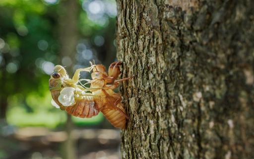 Cicadas molt from Chrome web store to be run with OffiDocs Chromium online Cicadas molt from Chrome web store to be run with OffiDocs Chromium online