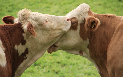 Close friends from Chrome web store to be run with OffiDocs Chromium online Close friends from Chrome web store to be run with OffiDocs Chromium online