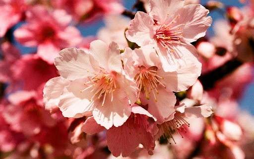Close up of Beautiful Cherry Blossoms in Spring from Chrome web store to be run with OffiDocs Chromium online Close up of Beautiful Cherry Blossoms in Spring from Chrome web store to be run with OffiDocs Chromium online
