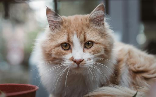 Close up Portrait of a Ginger Cat Outdoors from Chrome web store to be run with OffiDocs Chromium online Close up Portrait of a Ginger Cat Outdoors from Chrome web store to be run with OffiDocs Chromium online