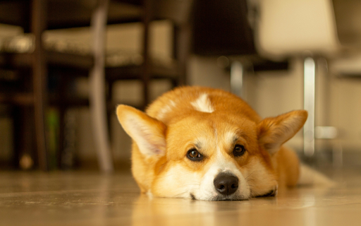 Close Up Shot of a Corgi Lying on the Floor from Chrome web store to be run with OffiDocs Chromium online Close Up Shot of a Corgi Lying on the Floor from Chrome web store to be run with OffiDocs Chromium online