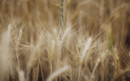 Close Up Shot of Wheat from Chrome web store to be run with OffiDocs Chromium online Close Up Shot of Wheat from Chrome web store to be run with OffiDocs Chromium online