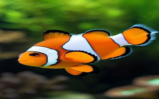 clown fish wallpaper from Chrome web store to be run with OffiDocs Chromium online clown fish wallpaper from Chrome web store to be run with OffiDocs Chromium online