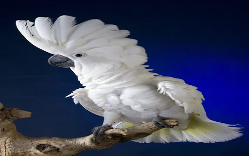Cockatoo (Cacatua) Bird Wallpaper from Chrome web store to be run with OffiDocs Chromium online Cockatoo (Cacatua) Bird Wallpaper from Chrome web store to be run with OffiDocs Chromium online