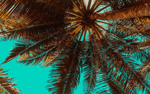 Coconut palm tree from Chrome web store to be run with OffiDocs Chromium online Coconut palm tree from Chrome web store to be run with OffiDocs Chromium online