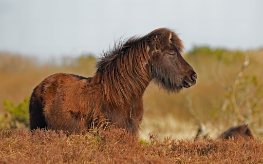 Coffee Color Horse from Chrome web store to be run with OffiDocs Chromium online Coffee Color Horse from Chrome web store to be run with OffiDocs Chromium online