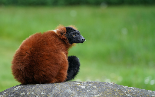 Coffee Haired Monkey from Chrome web store to be run with OffiDocs Chromium online Coffee Haired Monkey from Chrome web store to be run with OffiDocs Chromium online