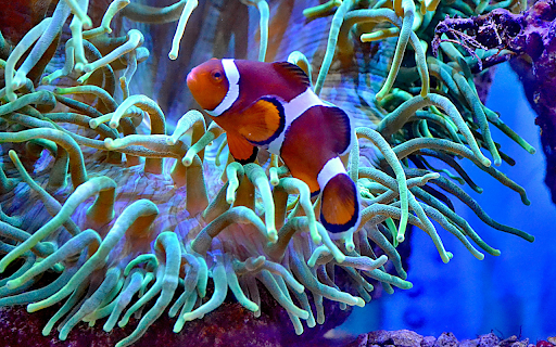 Colorful anemonefish swimming in big aquarium from Chrome web store to be run with OffiDocs Chromium online Colorful anemonefish swimming in big aquarium from Chrome web store to be run with OffiDocs Chromium online