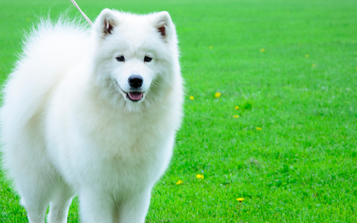 Con chó trắng from Chrome web store to be run with OffiDocs Chromium online Con chó trắng from Chrome web store to be run with OffiDocs Chromium online