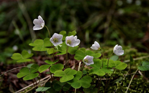 Convolvulus flowers from Chrome web store to be run with OffiDocs Chromium online Convolvulus flowers from Chrome web store to be run with OffiDocs Chromium online