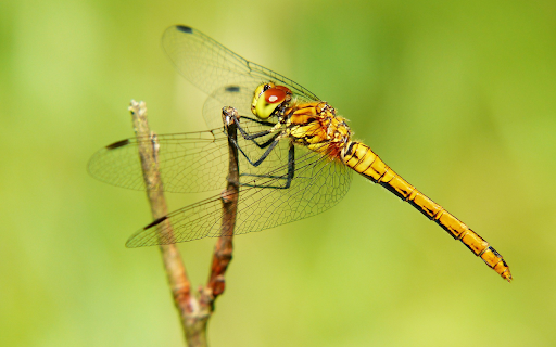Corn dragonfly from Chrome web store to be run with OffiDocs Chromium online Corn dragonfly from Chrome web store to be run with OffiDocs Chromium online