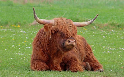 Cow in the middle of the field from Chrome web store to be run with OffiDocs Chromium online Cow in the middle of the field from Chrome web store to be run with OffiDocs Chromium online